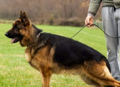 viberimage202104022115171617393662