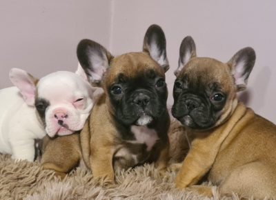 viberimage202104051415061617722813