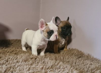 viberimage202104051415071617722815