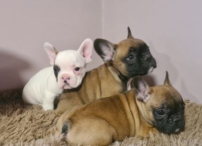 viberimage202104051415081617722814