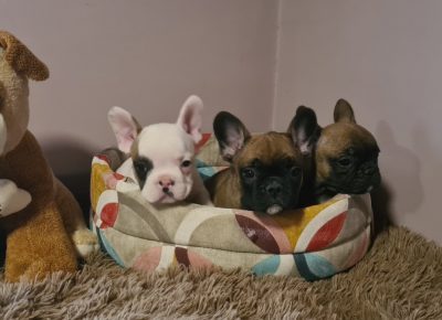 viberimage202104051415101617722813