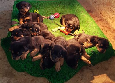 viberimage202104181605431618760109