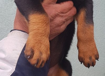 viberimage202104181605441618760109