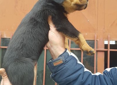 viberimage202104181605481618760113