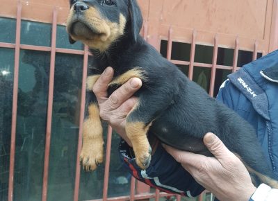 viberimage202104181605511618760111