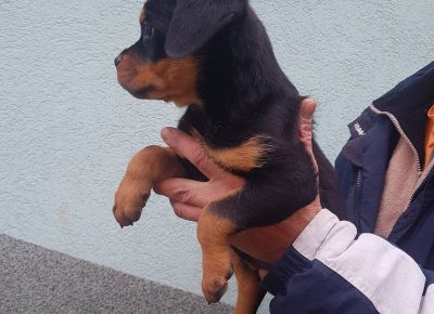 viberimage202104181605521618760113