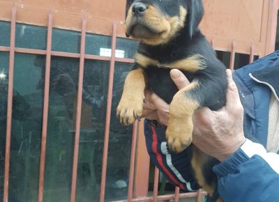 viberimage202104181605541618760112