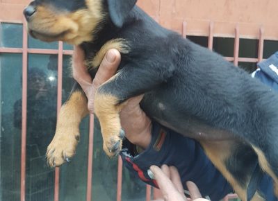 viberimage202104181605551618760111