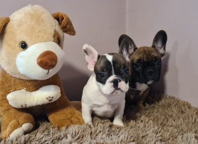 viberimage202104281222071619622777