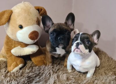 viberimage202104281222081619622777