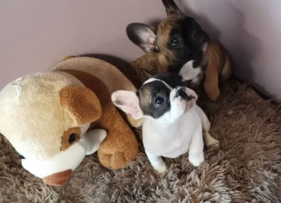 viberimage202104281222101619622778