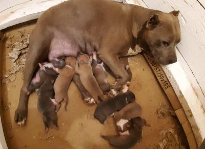 zoljabull131619731803