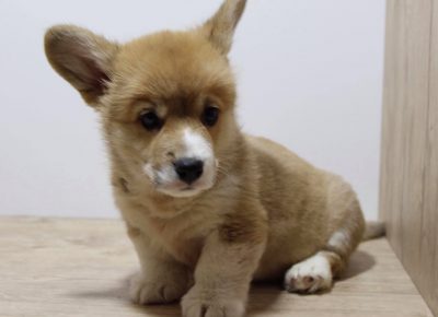 18629180611099512328513567680814051447533636n1621060911