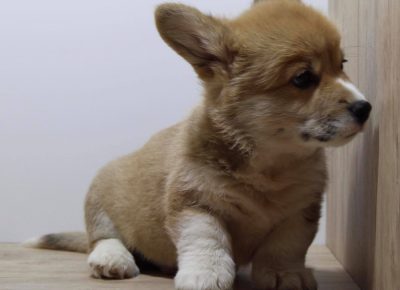 18629180611099512328513567680814051447533637n1621060911