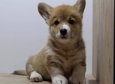 18629180611099512328513567680814051447533638n1621060913