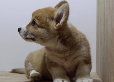 18629180611099512328513567680814051447533639n1621060913