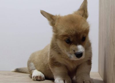 18629180611099512328513567680814051447533641n1621060913