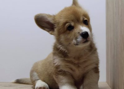 18629180611099512328513567680814051447533644n1621060914