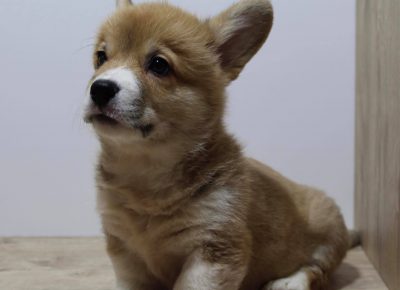 18629180611099512328513567680814051447533645n1621060912