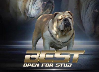 1engleskibuldog1619900248