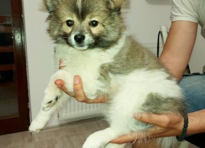 1pomeranskispic1620849092