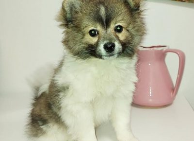 2pomeranskispic1620849097