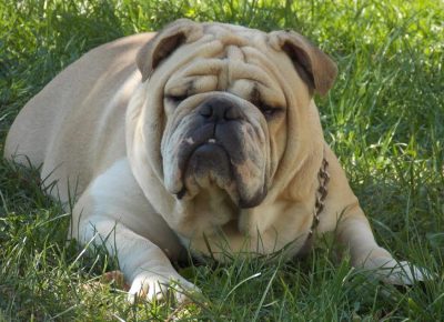 3engleskibuldog1619900253