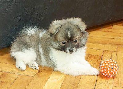 3pomeranskispic1620849104