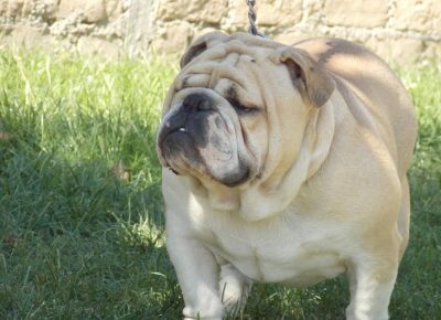 4engleskibuldog1619900255