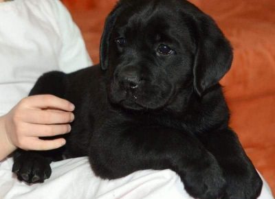 6Labradori1620891218