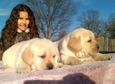 7Labradori1620891220