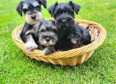 Acapatšna21622474171