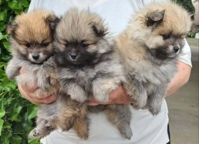 BOOkundagl1622038825