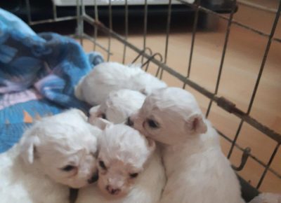 Biljabiš21621524247