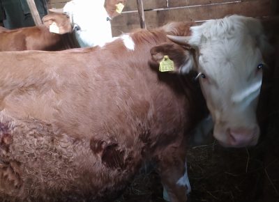 IMG202105260841001622125631