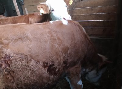 IMG202105260841051622125636