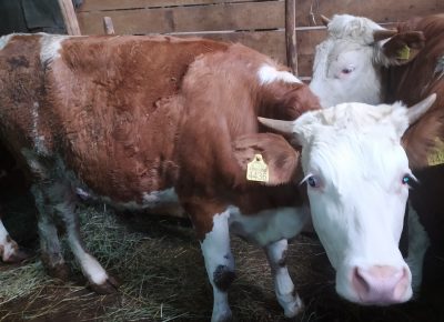 IMG202105260841221622125638