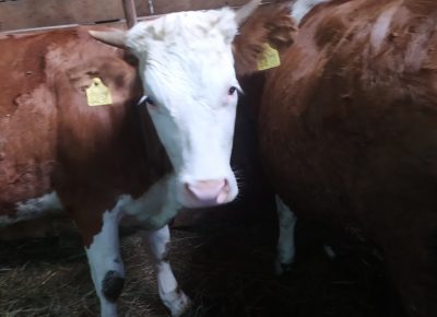 IMG202105260841321622125621