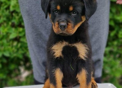 ROTnećak11622487896