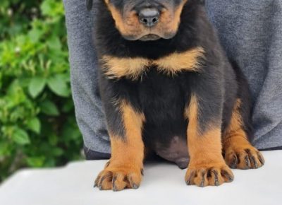 ROTnećak21622487896