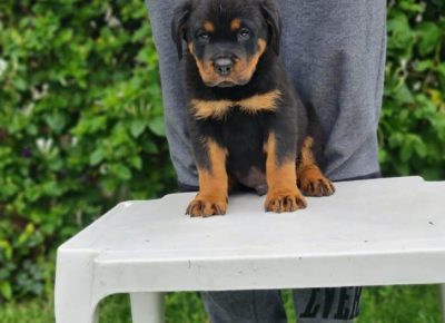 ROTnećak31622487896