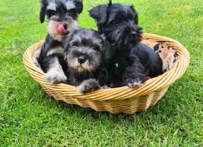 acapatšna11622474171