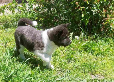 akierviin51620816575