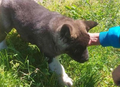 akierviin81620816574