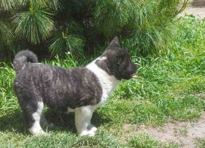 akiiervin101620816574