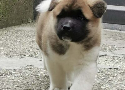 akipiteta51621885160