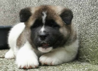 akipitzeta61621885162