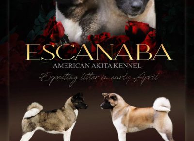 akipizeta21621885160