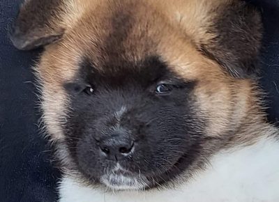 akipizeta31621885163