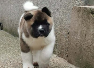 akipizeta41621885160